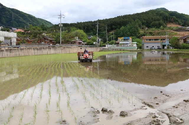 모내기 현장 대표 이미지