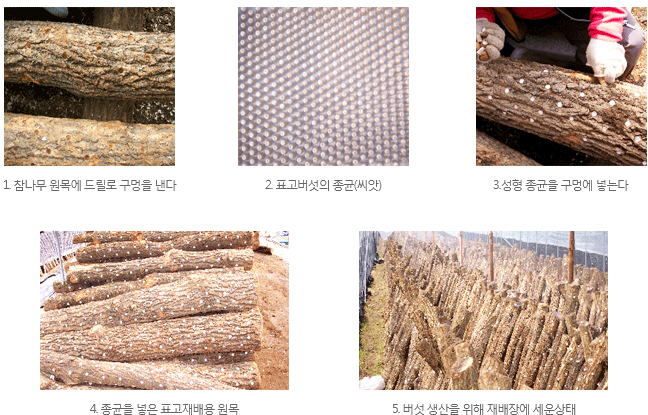 표고버섯 재배방법
