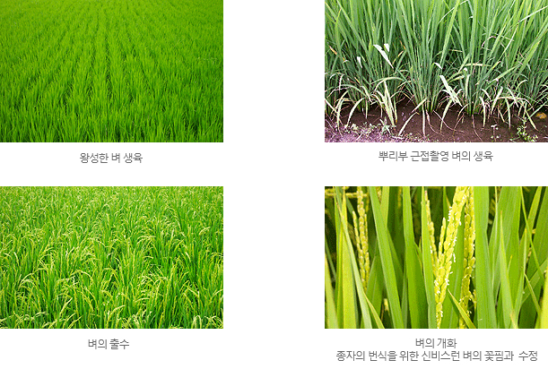 벼의성장과정